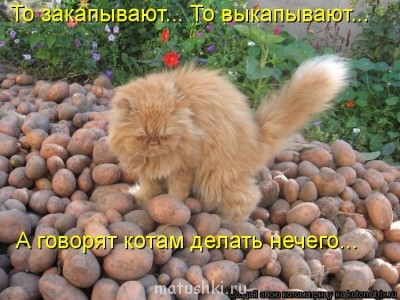 Кто там любит кошек? - 598024.jpg