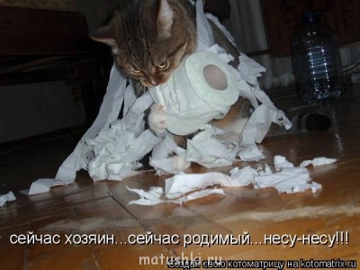 Кто там любит кошек? - 342025.jpg