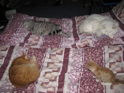 Кто там любит кошек? - IMG_2062.JPG