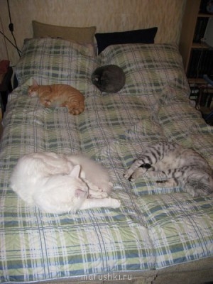 Кто там любит кошек? - лежбище котиков.jpg