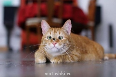 Кто там любит кошек? - getImage.jpg