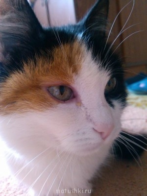 Кто там любит кошек? - IMG_20130911_130035.jpg