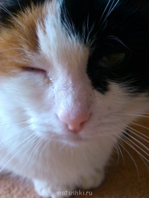 Кто там любит кошек? - IMG_20130911_130021.jpg