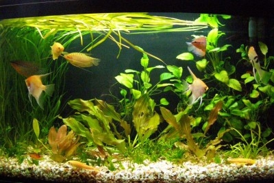 Аквариум. - коп.JPG