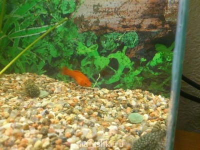 Аквариум. - getImage.jpg