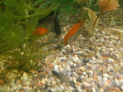 Аквариум. - getImage.jpg