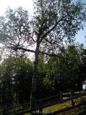 знаменитая береза в форме креста