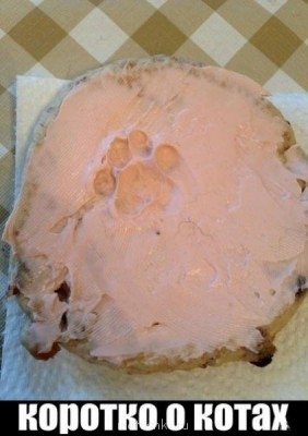 Кто там любит кошек? - wP2LLMXF0vk.jpg