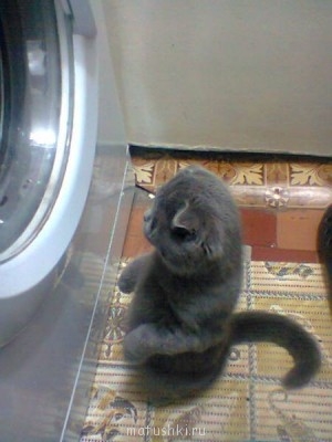 Кто там любит кошек? - Аб.jpg