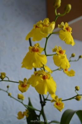 Орхидеи. - DSC_2819.JPG