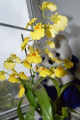 Орхидеи. - DSC_2823.JPG