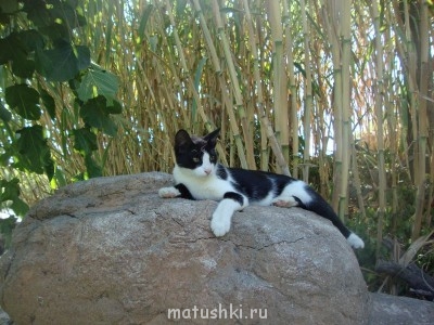 Кто там любит кошек? - DSC02035.JPG