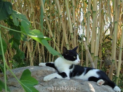 Кто там любит кошек? - DSC02030.JPG