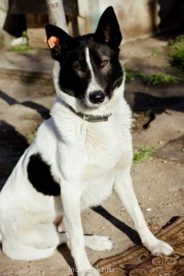 Как из бродячего пса сделать домашнего?  - 6wq6cSQzzDM.jpg