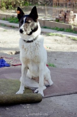 Как из бродячего пса сделать домашнего?  - XRHRGM94ecQ.jpg