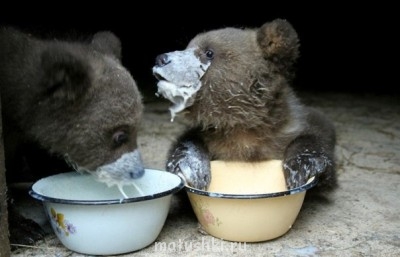 Они прекрасны и удивительны Из жизни животных. - JnPFGGyXwrM.jpg