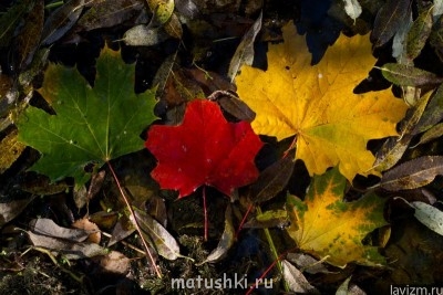 Наши форумские ветераны клироса - Lavizm_os_5582.jpg