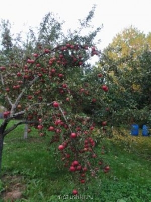 Наша дача - 20130920_101815_1.jpg