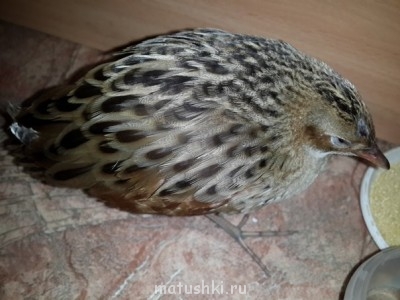 Птички - N7GYAV-Bhxo.jpg