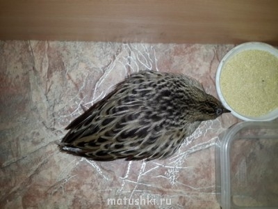 Птички - tfJTVVyxLYk.jpg