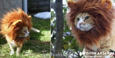 Кто там любит кошек? - 1Edd4wsRaos.jpg