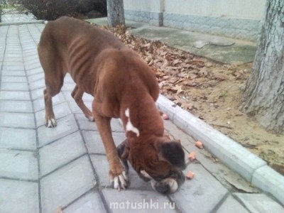 Как из бродячего пса сделать домашнего?  - x_c5f3d507.jpg