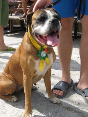 Как из бродячего пса сделать домашнего?  - xEJ-DdjSfyg.jpg