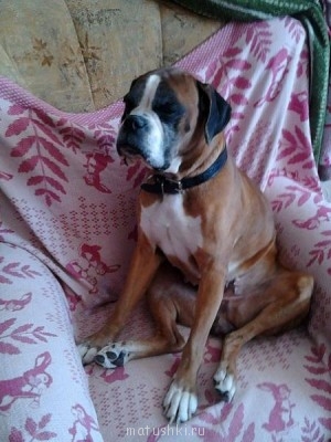 Как из бродячего пса сделать домашнего?  - x_99016df5.jpg