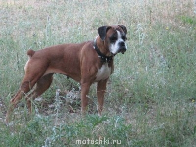 Как из бродячего пса сделать домашнего?  - sNWV0WVdq0g.jpg