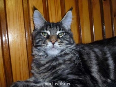 Исполнитель желаний - 15390-maine-coon-gulliver.jpg