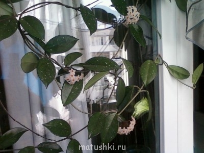 Наши цветы 2 - Фото-0309.jpg