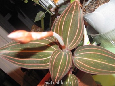 Орхидеи. - цфпефпы 261.jpg