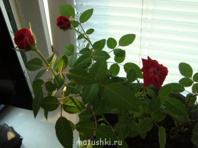 Наши цветы 2 - DSC07694.JPG