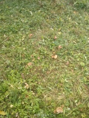 Это наши опята возле крыльца