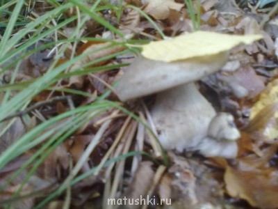 Кухонные разговоры флудим ТУТ -1 - Mlcd4uEK1pI.jpg