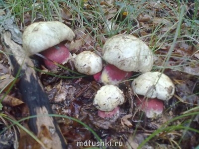 Кухонные разговоры флудим ТУТ -1 - nS9kHVHXNMU.jpg