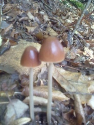 Кухонные разговоры флудим ТУТ -1 - s46DvXNVShk.jpg