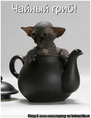 Кто там любит кошек? - 358927.jpg