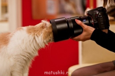 Кто там любит кошек? - 5eogK32JRlQ.jpg