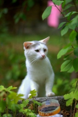 Кто там любит кошек? - _DSC5504.NEF.jpg