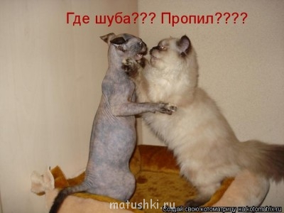 Кто там любит кошек? - D-.jpg