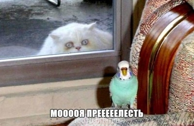 Кто там любит кошек? - моя прелесть)))).jpg