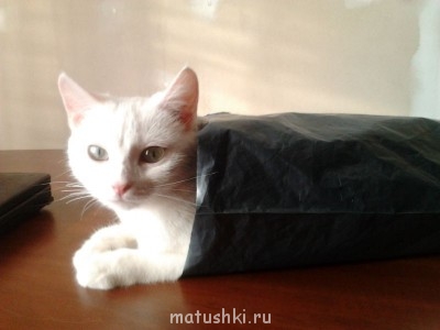 Кто там любит кошек? - Фото0353.jpg