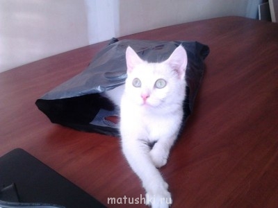 Кто там любит кошек? - Фото0354.jpg