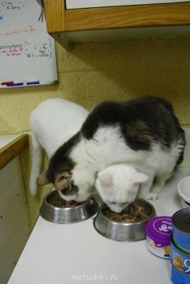 Кто там любит кошек? - HRtt4ML67n8.jpg