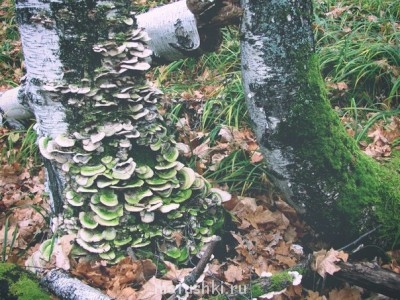 Красота мира - отражение Бога - HkDpdGhap80.jpg