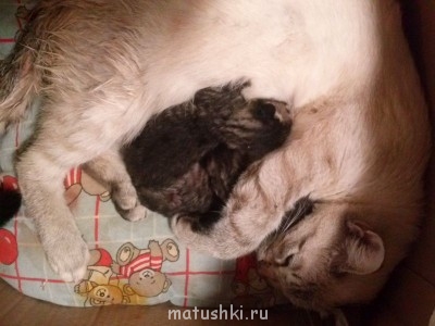 Кто там любит кошек? - 1382279345363.jpg