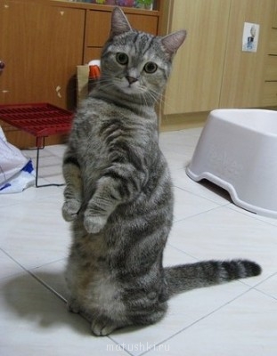 Кто там любит кошек? - 111.jpg