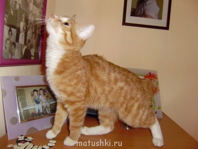 Кто там любит кошек? - коша еще маленькая.jpg