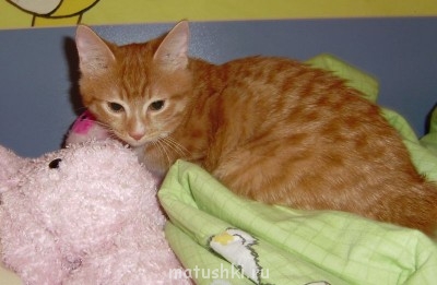 Кто там любит кошек? - ккк.jpg